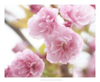 Cherry Blossom Study VI