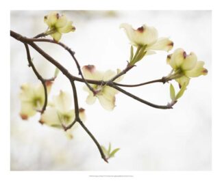 Dogwood Detail I
