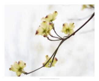 Dogwood Detail II