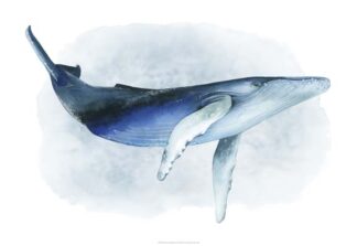 Watercolor Humpback I