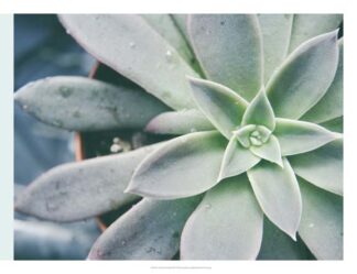 Storybook Succulent III