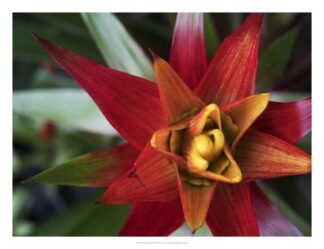 Bromeliad Burst I