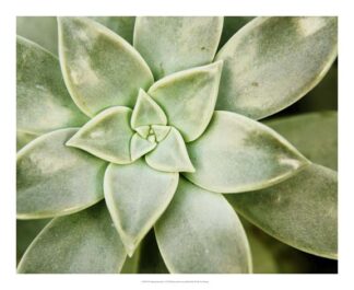 Spring Succulent I