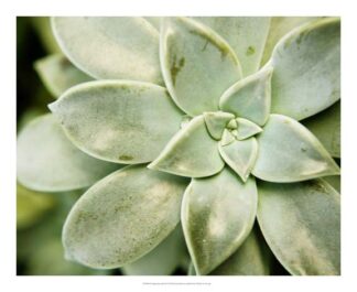 Spring Succulent II