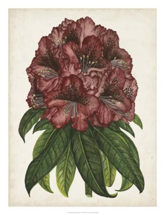 Rhododendron Study I