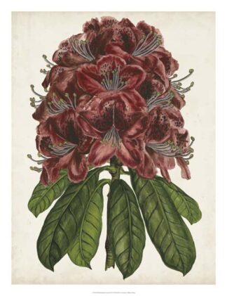 Rhododendron Study II