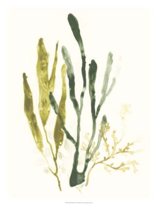 Kelp Collection I