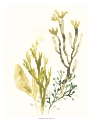 Kelp Collection II