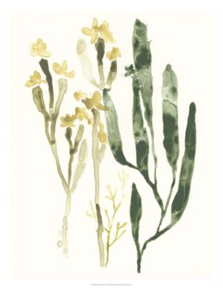 Kelp Collection IV