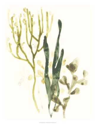 Kelp Collection V
