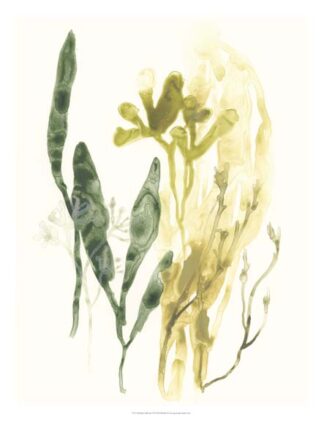 Kelp Collection VI