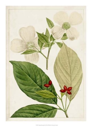 Antique Flowering Trees III