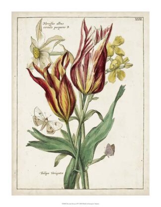 Botanical Bouquet IV