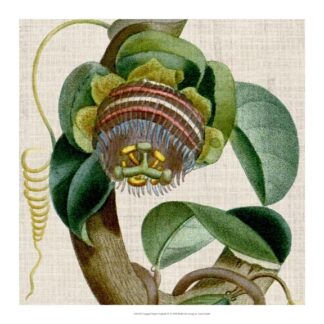 Cropped Turpin Tropicals IV