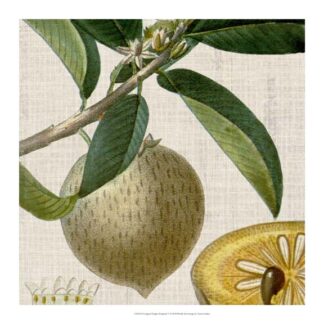 Cropped Turpin Tropicals V