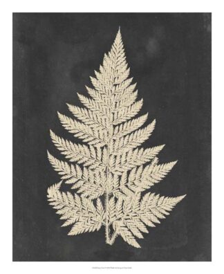 Linen Fern I