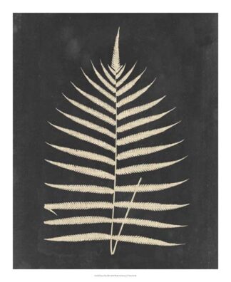 Linen Fern III