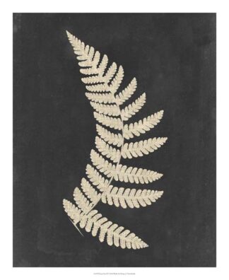 Linen Fern IV