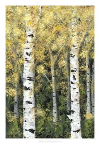 Birch Treeline I