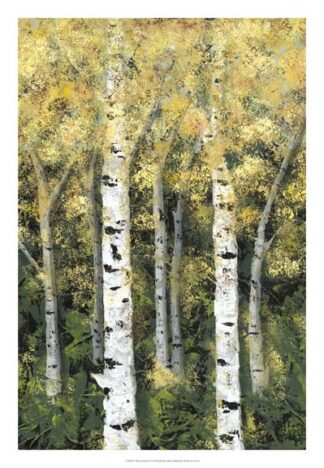 Birch Treeline II