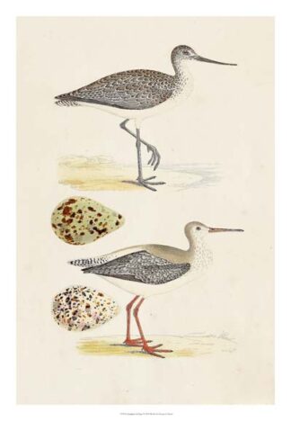 Sandpipers & Eggs I