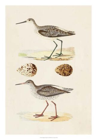 Sandpipers & Eggs II