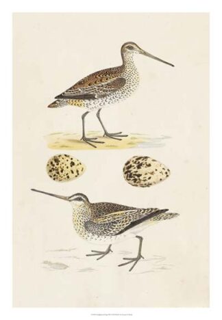 Sandpipers & Eggs III