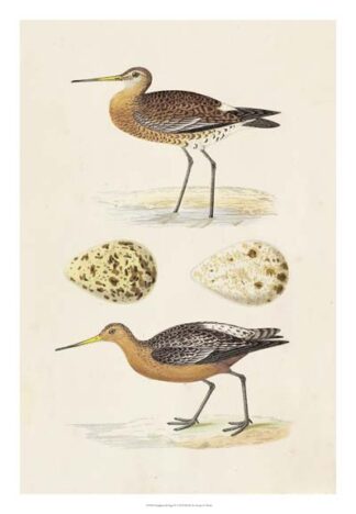 Sandpipers & Eggs IV