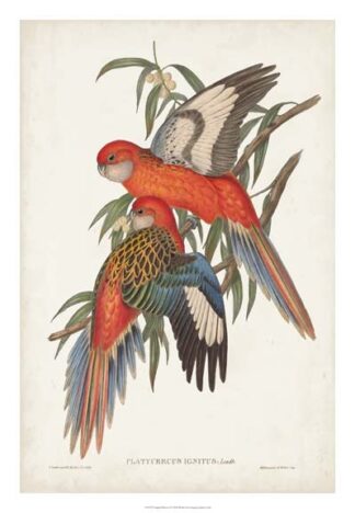 Tropical Parrots I