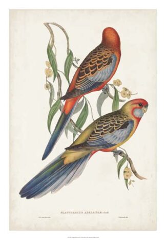 Tropical Parrots II
