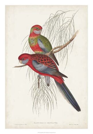 Tropical Parrots III