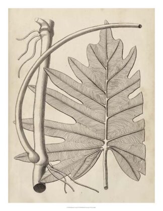 Distinctive Leaves I