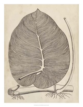 Distinctive Leaves II