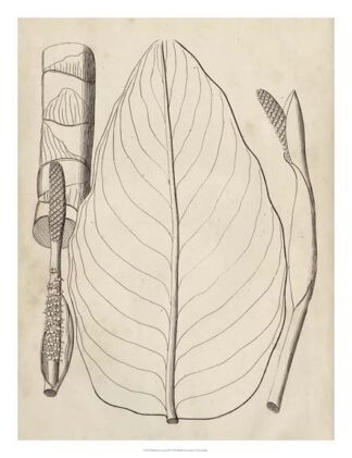 Distinctive Leaves III