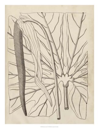 Distinctive Leaves IV