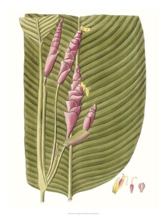 Leaves of the Tropics I