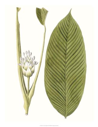 Leaves of the Tropics II