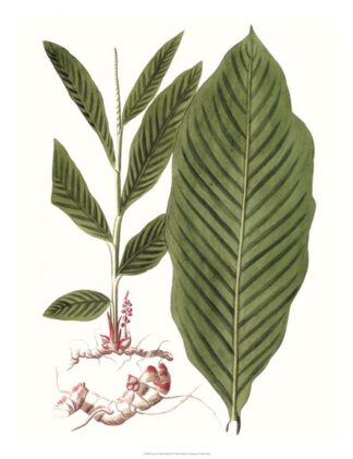 Leaves of the Tropics IV