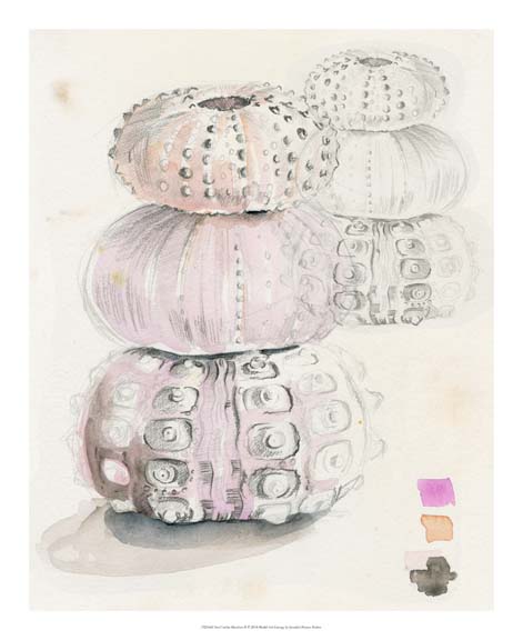 Sea Urchin Sketches II