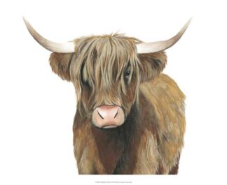 Highland Cattle II
