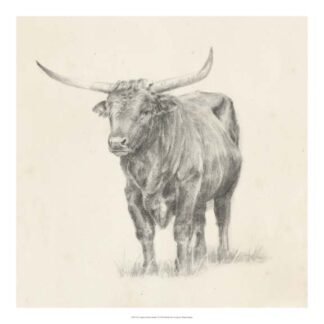 Longhorn Steer Sketch I