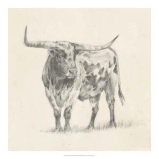 Longhorn Steer Sketch II