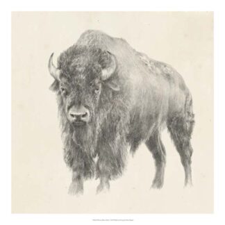 Western Bison Study