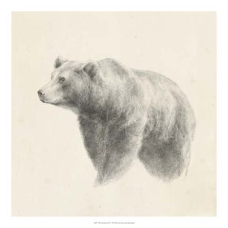 Western Bear Study