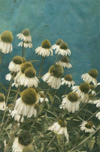 Among the Wildflowers II