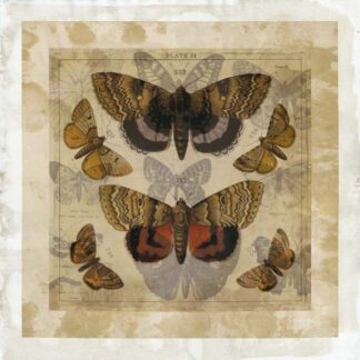 Butterfly Overlay I