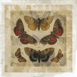 Butterfly Overlay II