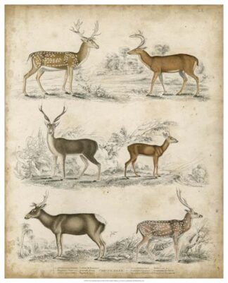 Non-Embellished Species of Deer