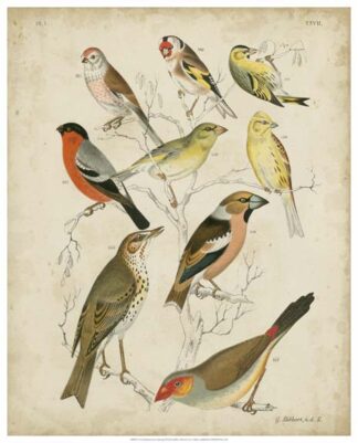 Non-Embellished Avian Gathering II