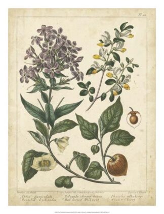 Non-Embellish Enchanted Garden II